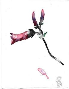 fiori flowers acquerello watercolors stella ehinar (2) 